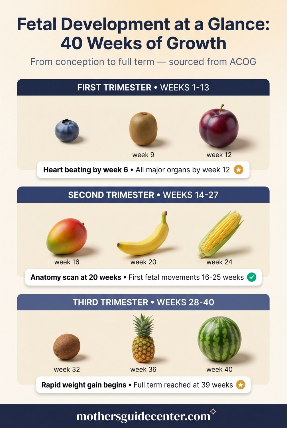 Pregnancy week by week fetal size growth across trimesters with fruit comparisons from blueberry at week 6 to watermelon at week 40
