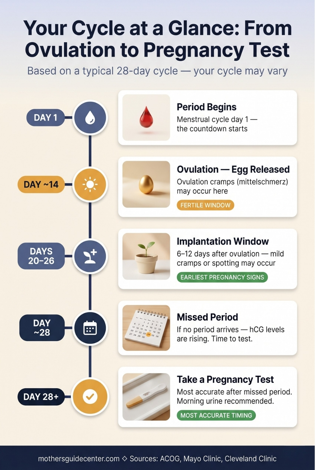 Vertical timeline infographic showing a 28-day menstrual cycle from period start through ovulation, implantation window, and optimal pregnancy test timing.
