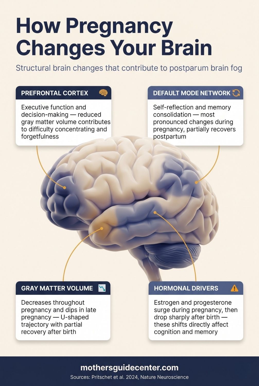 Infographic showing how pregnancy changes four brain regions contributing to postpartum brain fog with labeled anatomy
